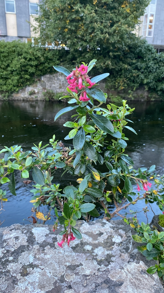 Form in September in Galway, Ireland