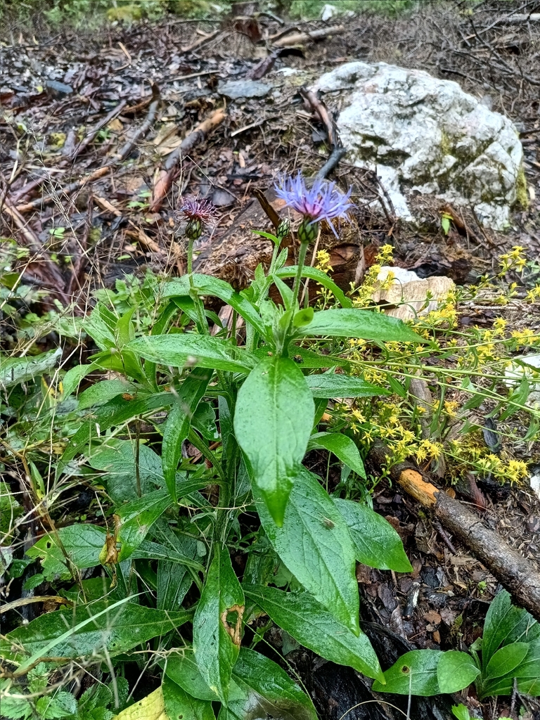 Form in September in Gmunden, Austria