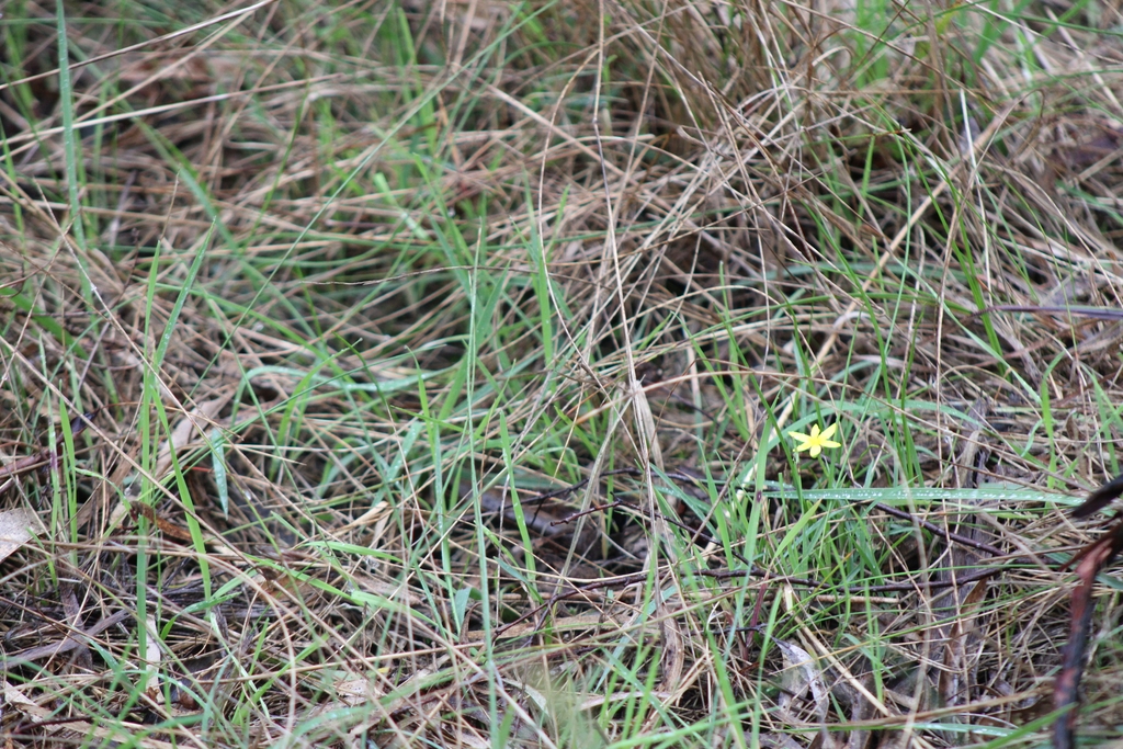 Form in September in Launceston TAS, Australia