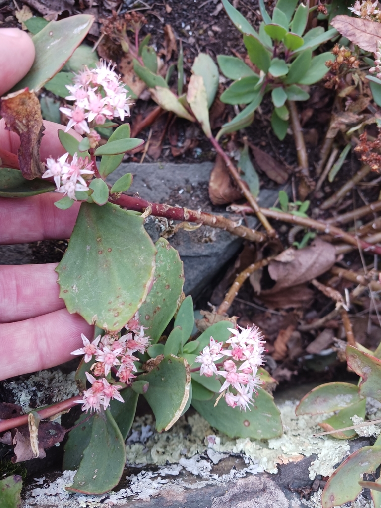 Form in September in Luray, Virginia