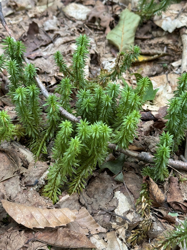 Form in September in Moretown, Vermont