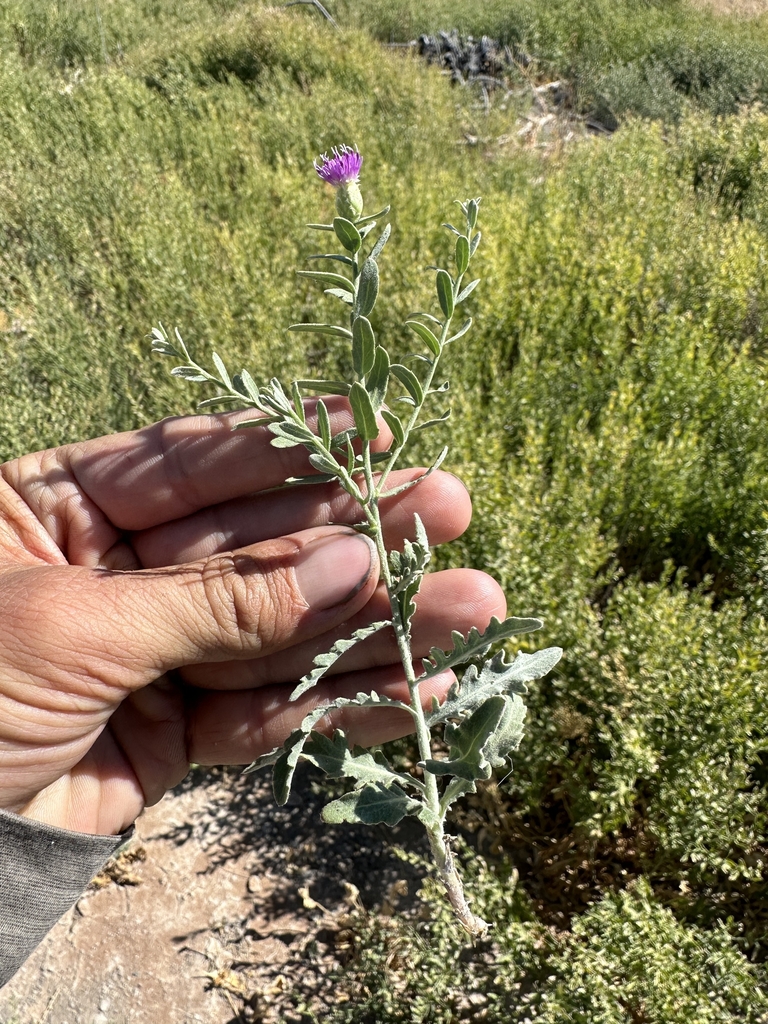 Form in September in Nye County, Nevada