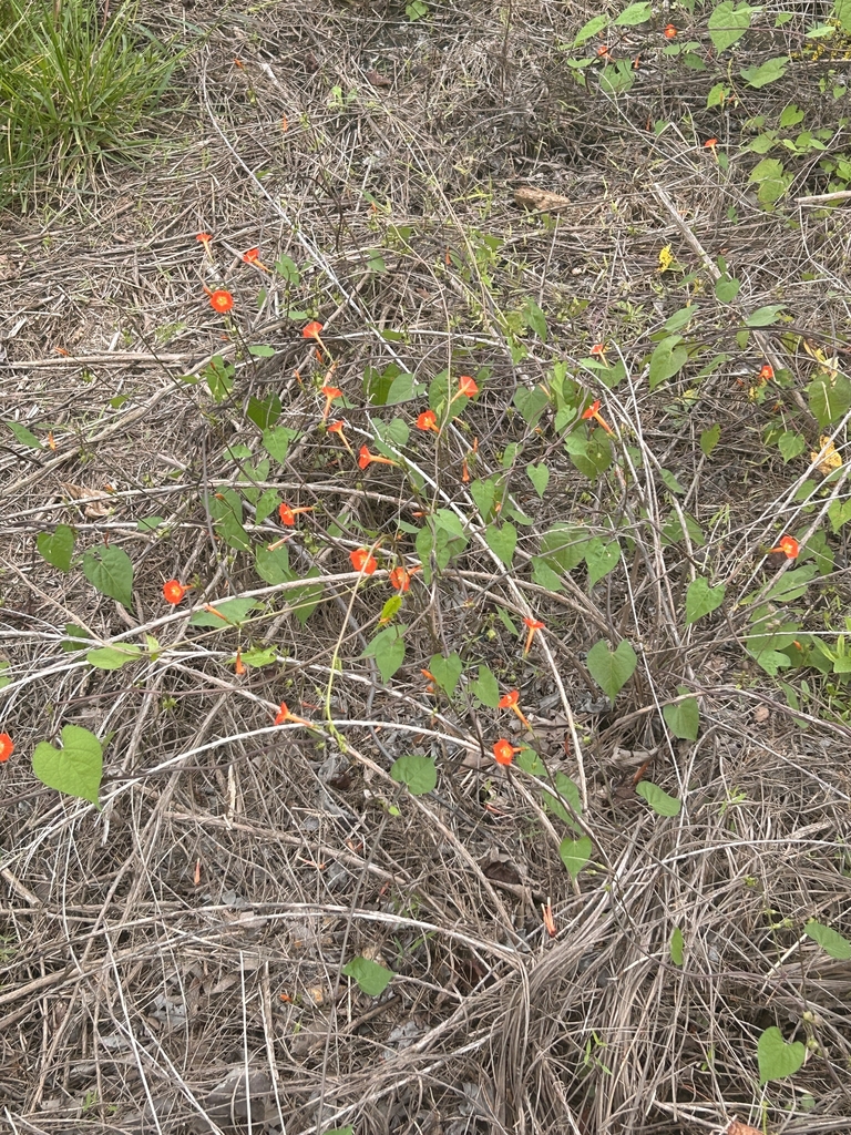 Form in September in Orange County, North Carolina