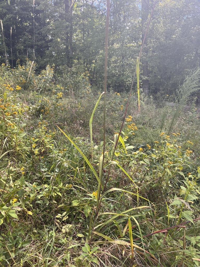 Form in September in Pilot Mountain, North Carolina