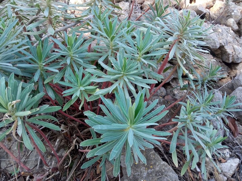 Form in September in Tarragona, Spain