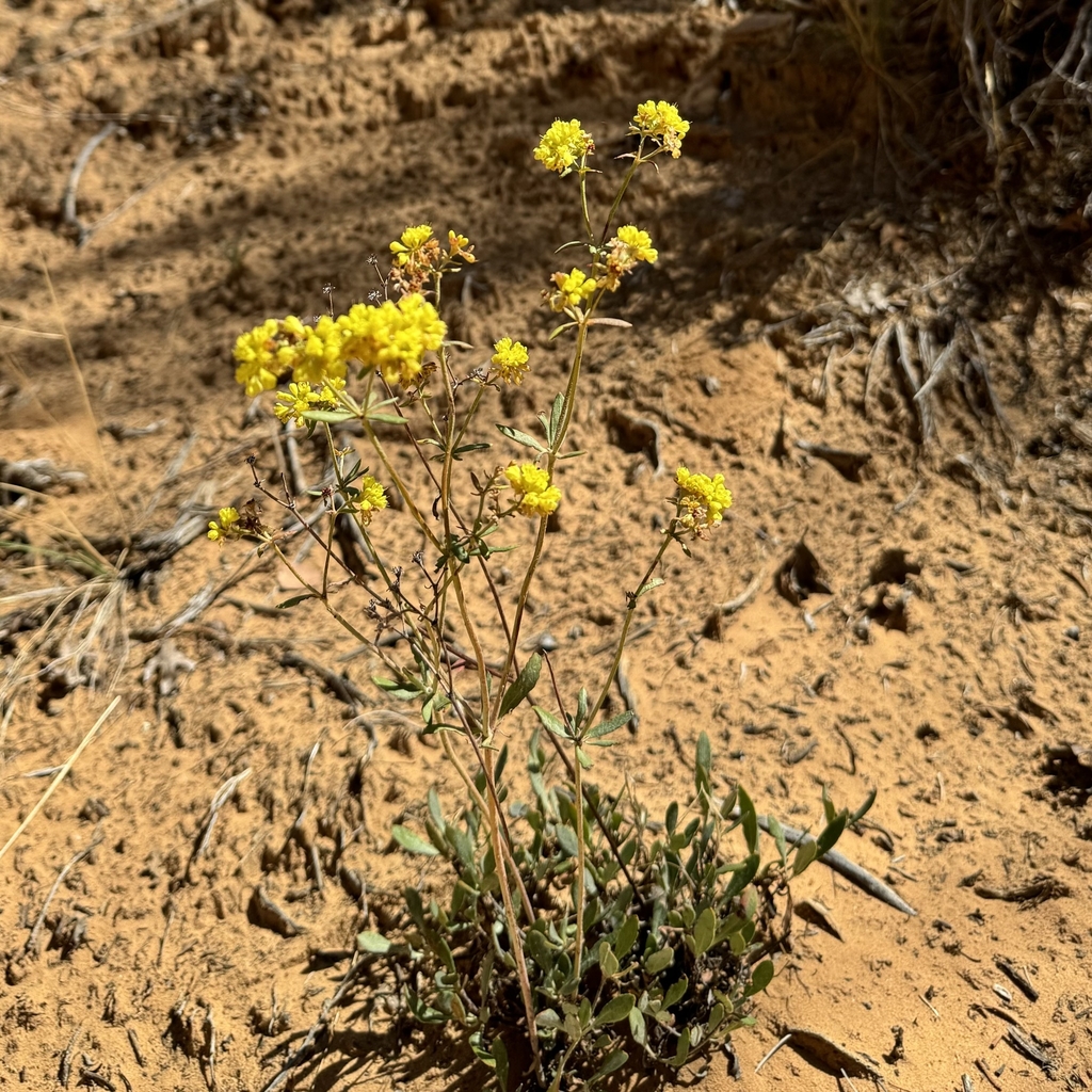 Form in September in Utah