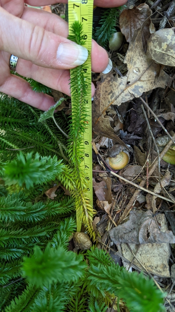 Form in September in Whitely City, Kentucky