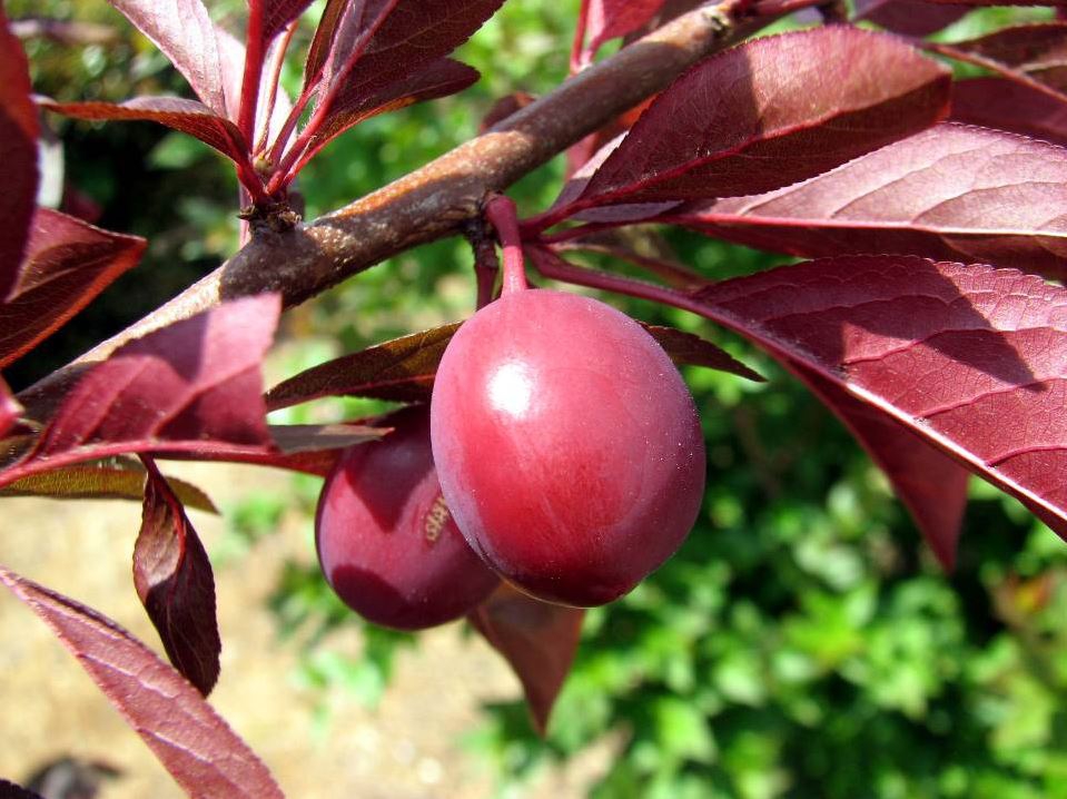 Prunus angustifolia