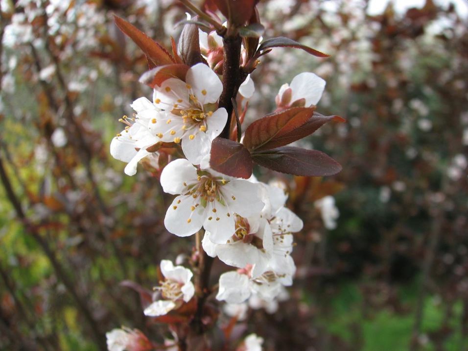 Prunus angustifolia