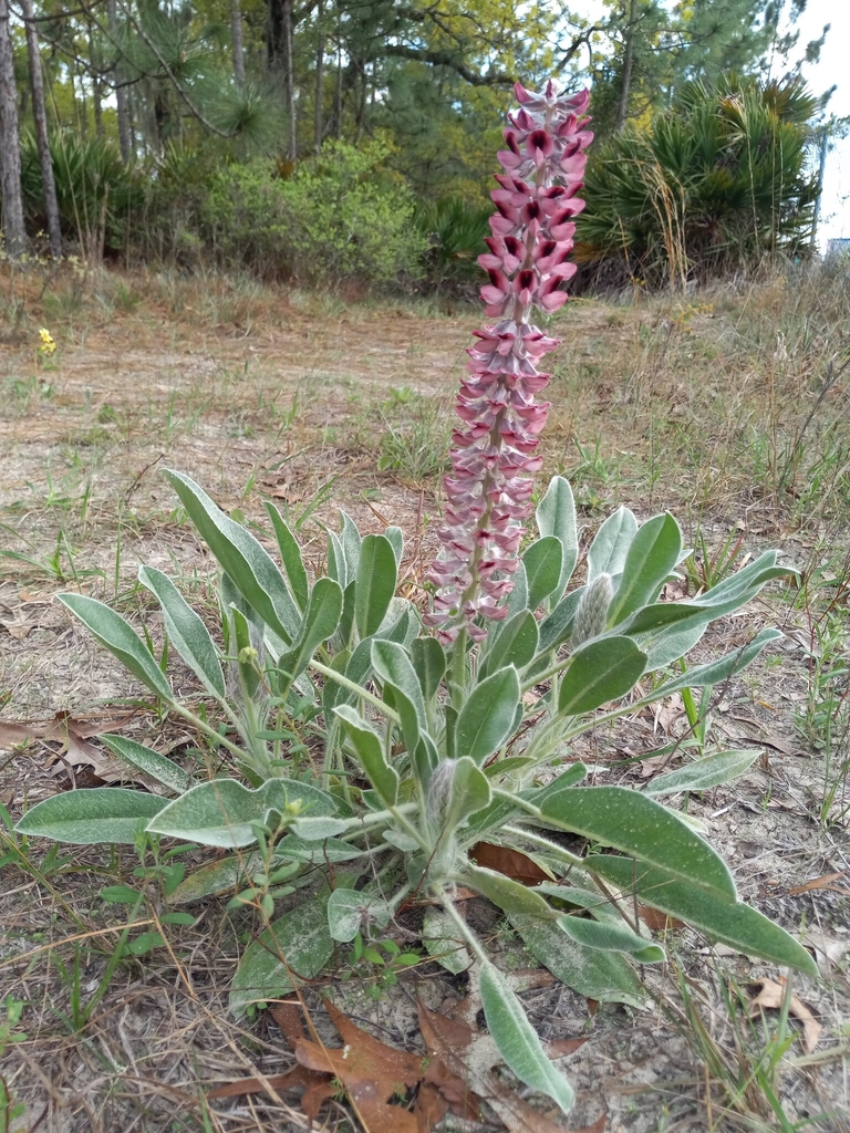 Form for Villosus in March in Duval County, Florida