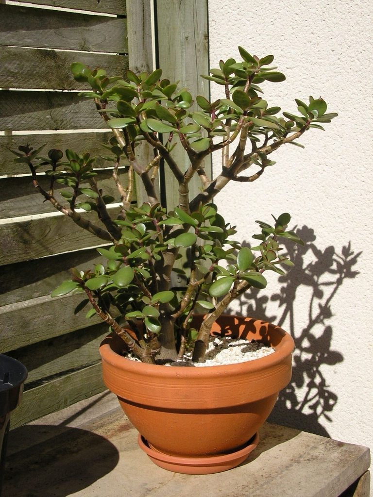 Potted plant with a trunk and many branches & succulent leaves.