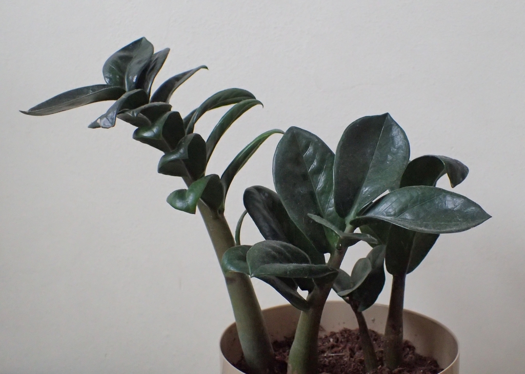Pinnate, glossy leaves of the dark green cultivar.
