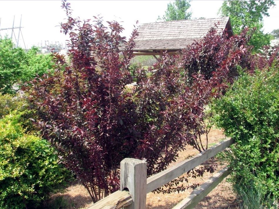 Prunus angustifolia