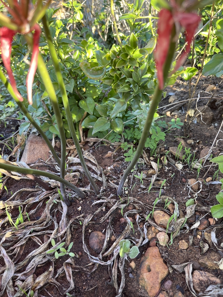 samiensis form in April in Western Cape, South Africa