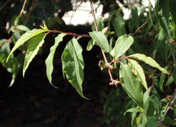 Forsythia ovata