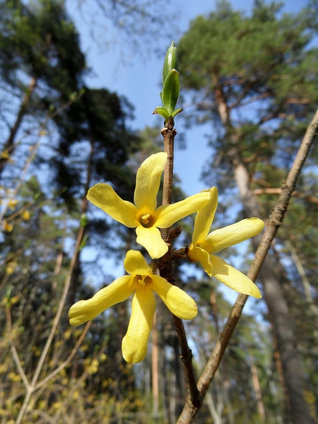 Forsythia ovata