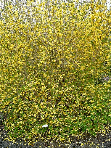 Forsythia ovata 'Northern Gold'