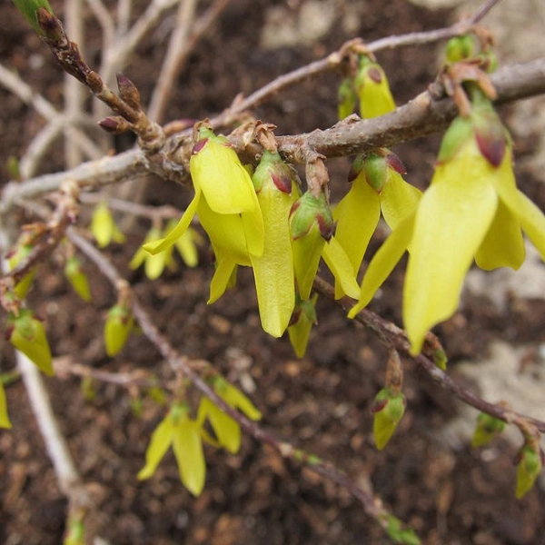 Forsythia ovata 'Northern Gold'