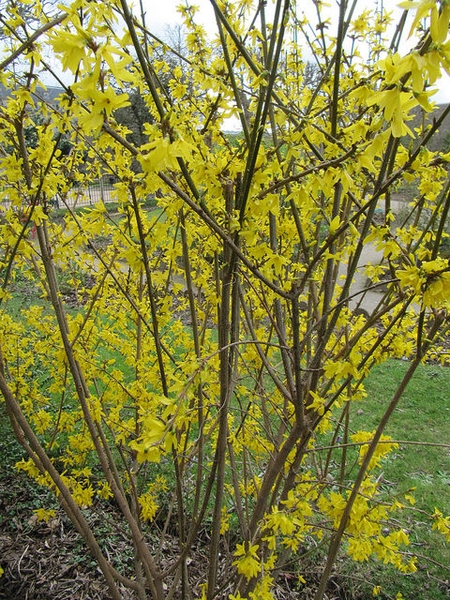 Shrub with yellow flowers on bare branches.