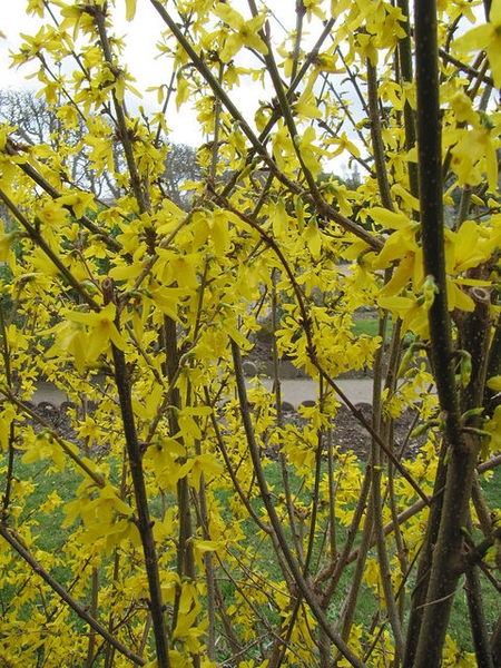 Shrub with yellow flowers on bare branches.