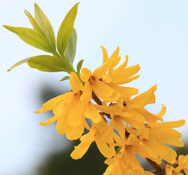 Flower and leaf detail