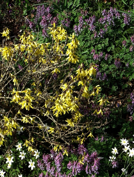 Forsythia viridissima 'Bronxensis'