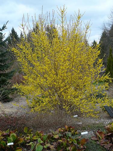 Forsythia x intermedia