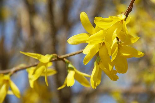 Forsythia x intermedia