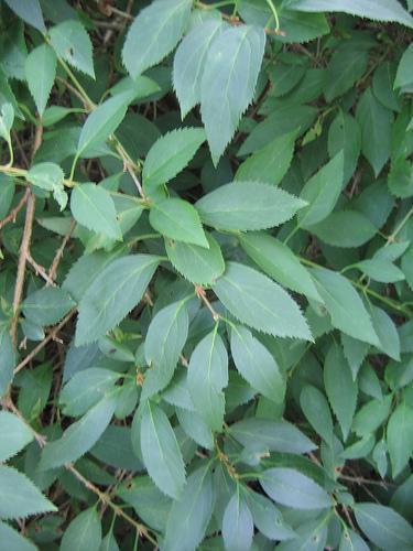 Forsythia x intermedia 'Primulina'