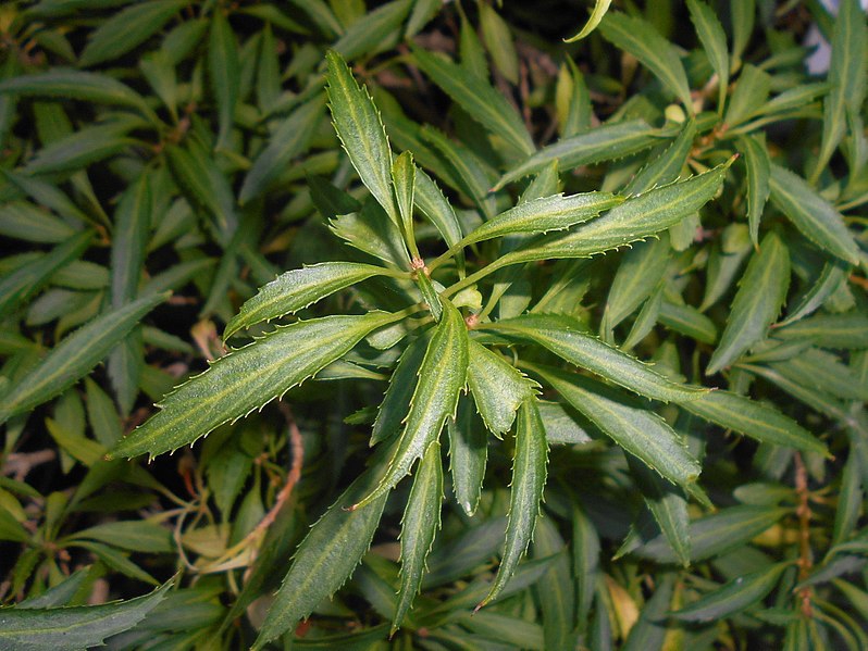 Forsythia viridissima 'Bronxensis'