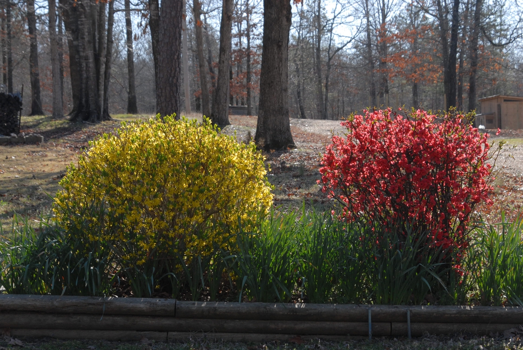 Forsythia x intermedia