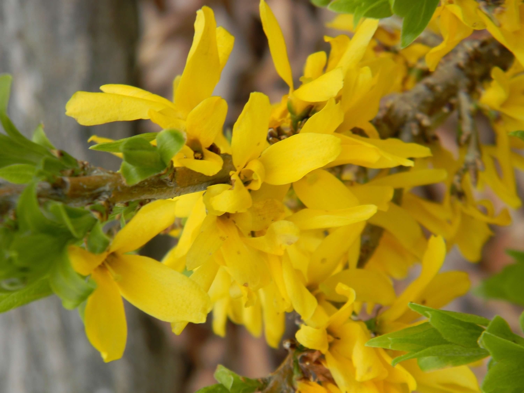 Forsythia x intermedia