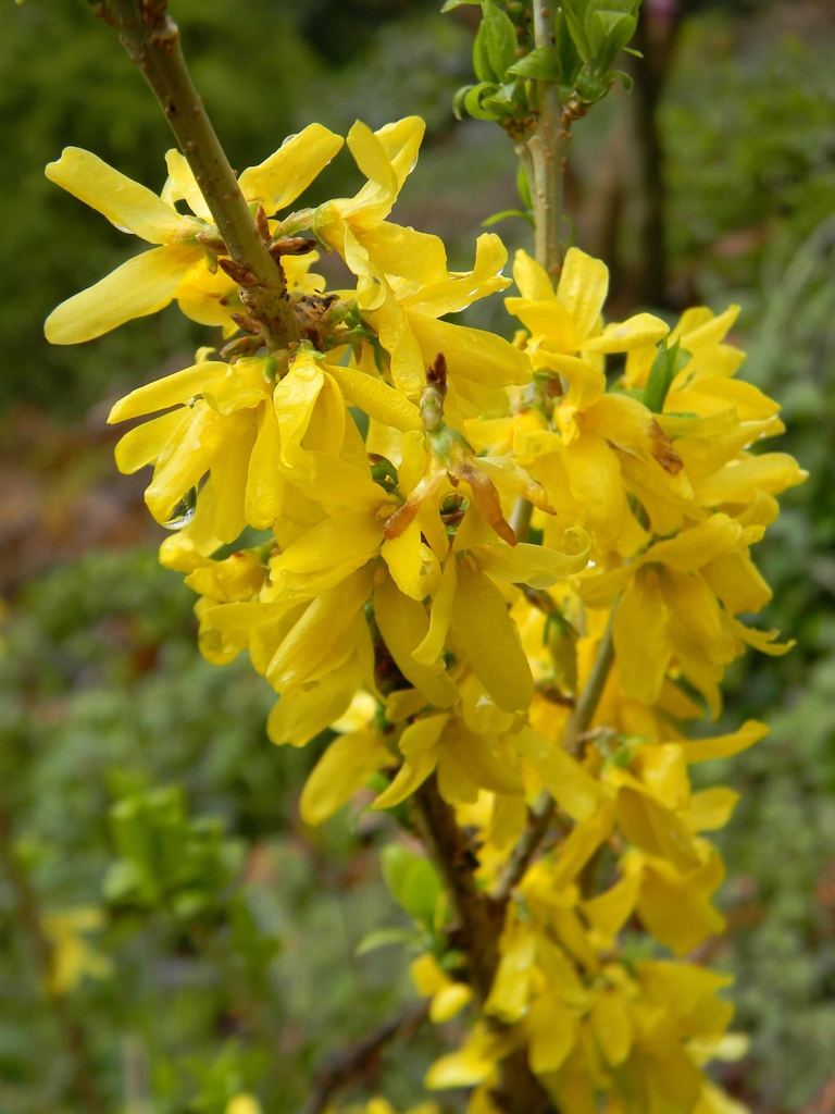 Forsythia x intermedia