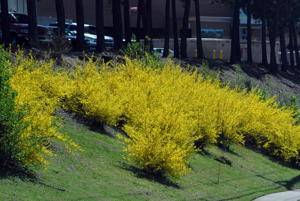 Forsythia x intermedia