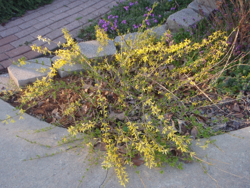 'Gold Tide' Fall Form