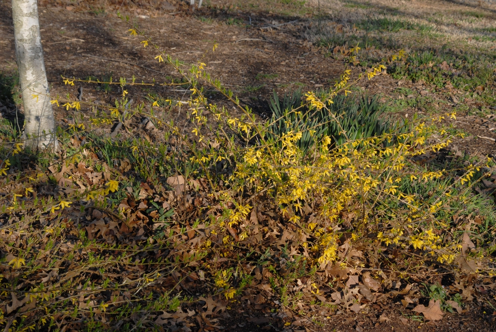 Forsythia x intermedia