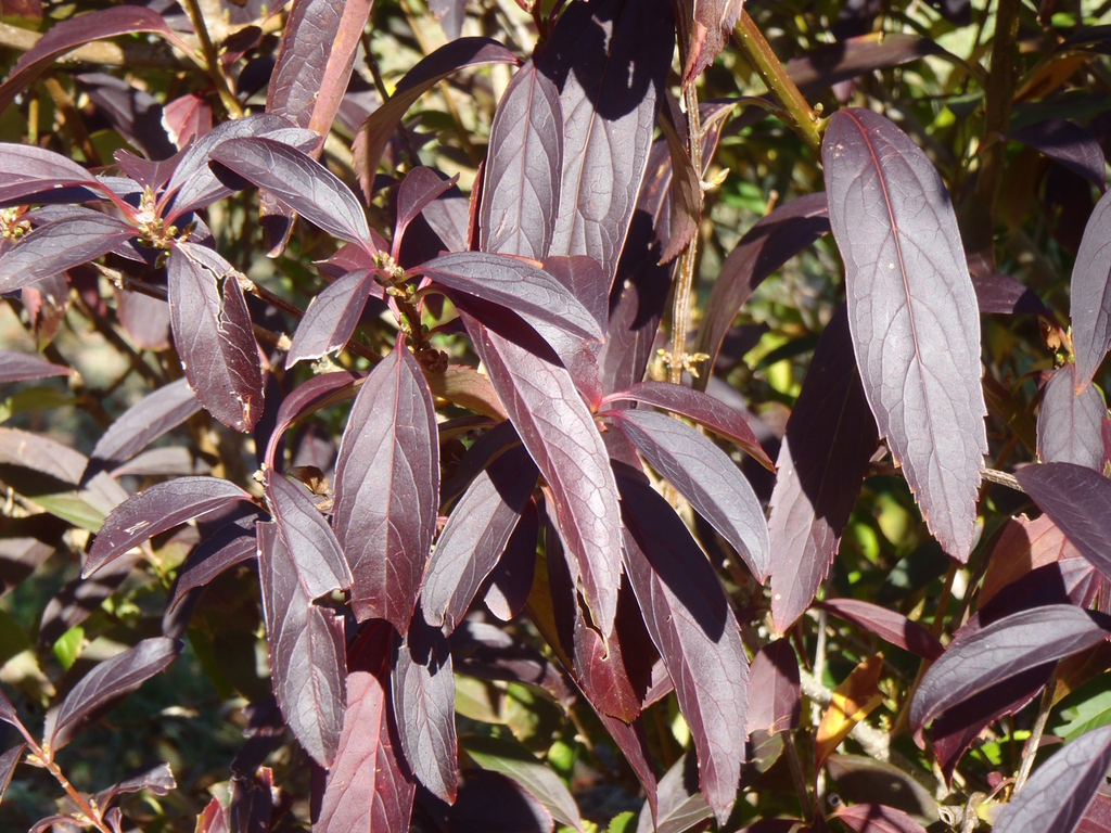 Leaves