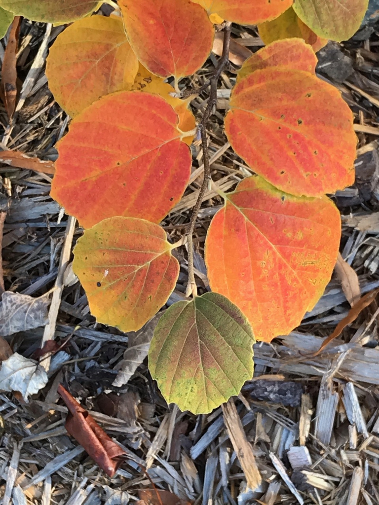 Shoot with leaves turning orange.