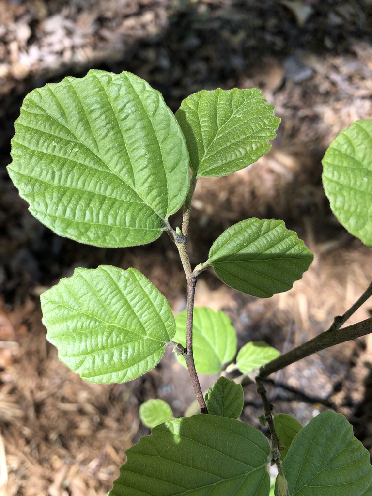 Alternate, broadly ovate leaves with toothed apices.