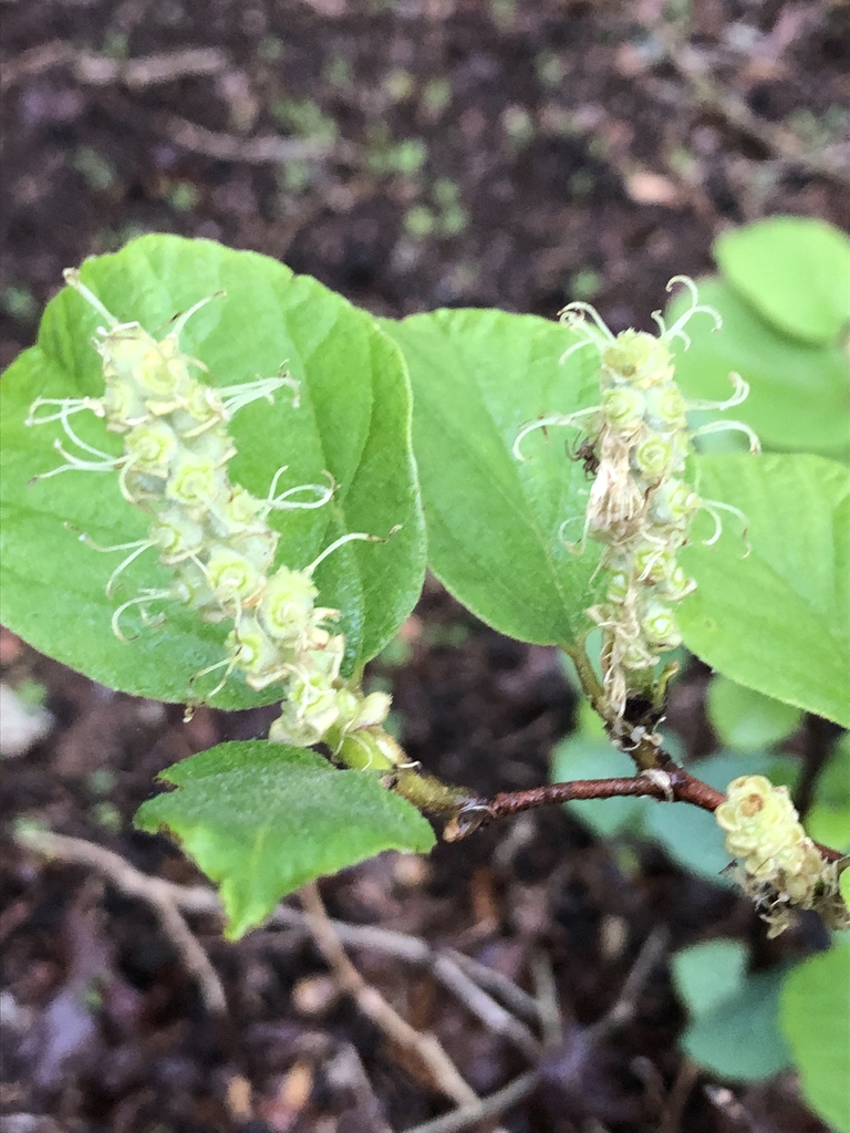 Immature fruits Close-up (Wake County, NC)