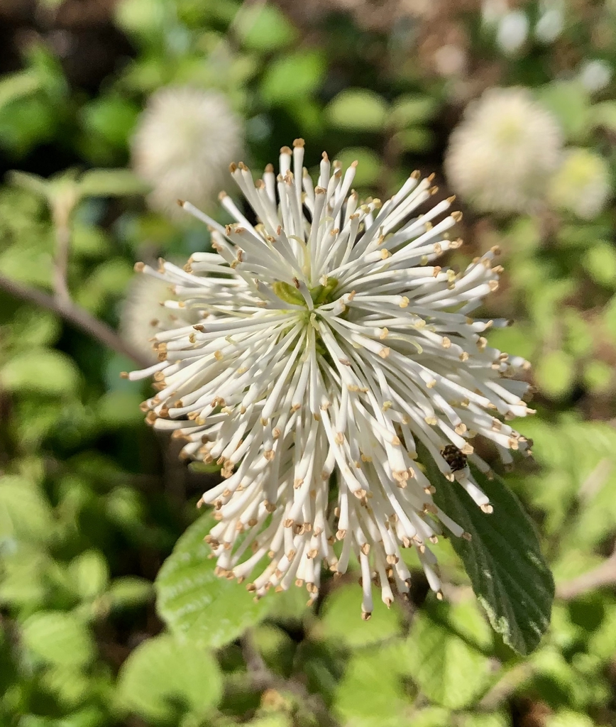 Dwarf 'Chattanooga'