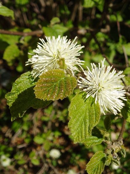 Fothergilla major