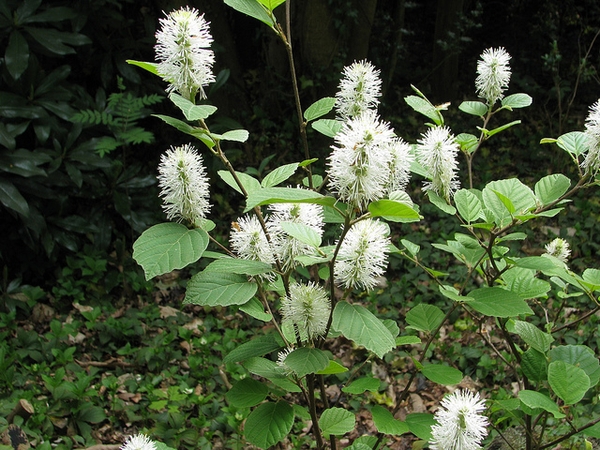 Fothergilla major