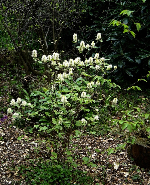 Fothergilla major