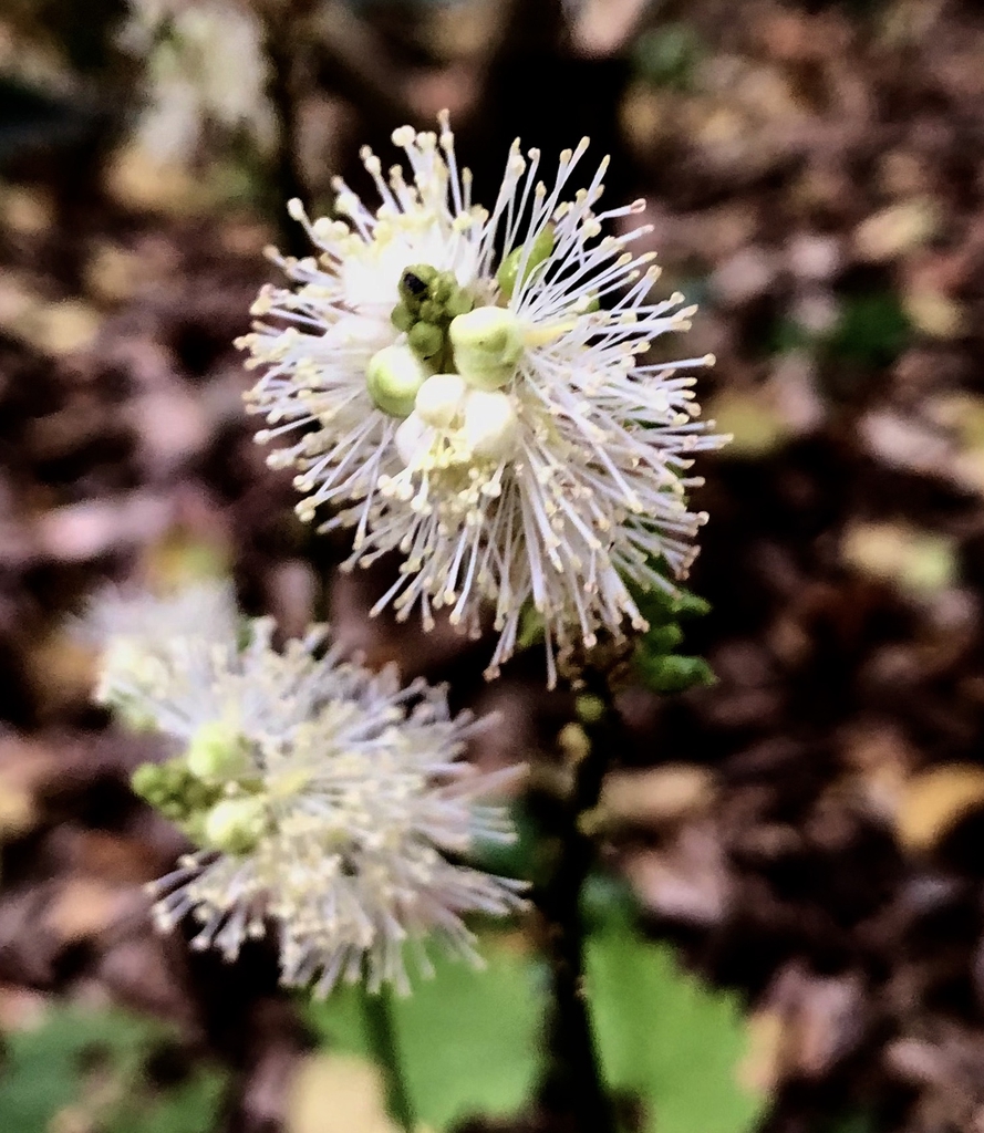 Closeup of flower - Fall - Wake County - NC