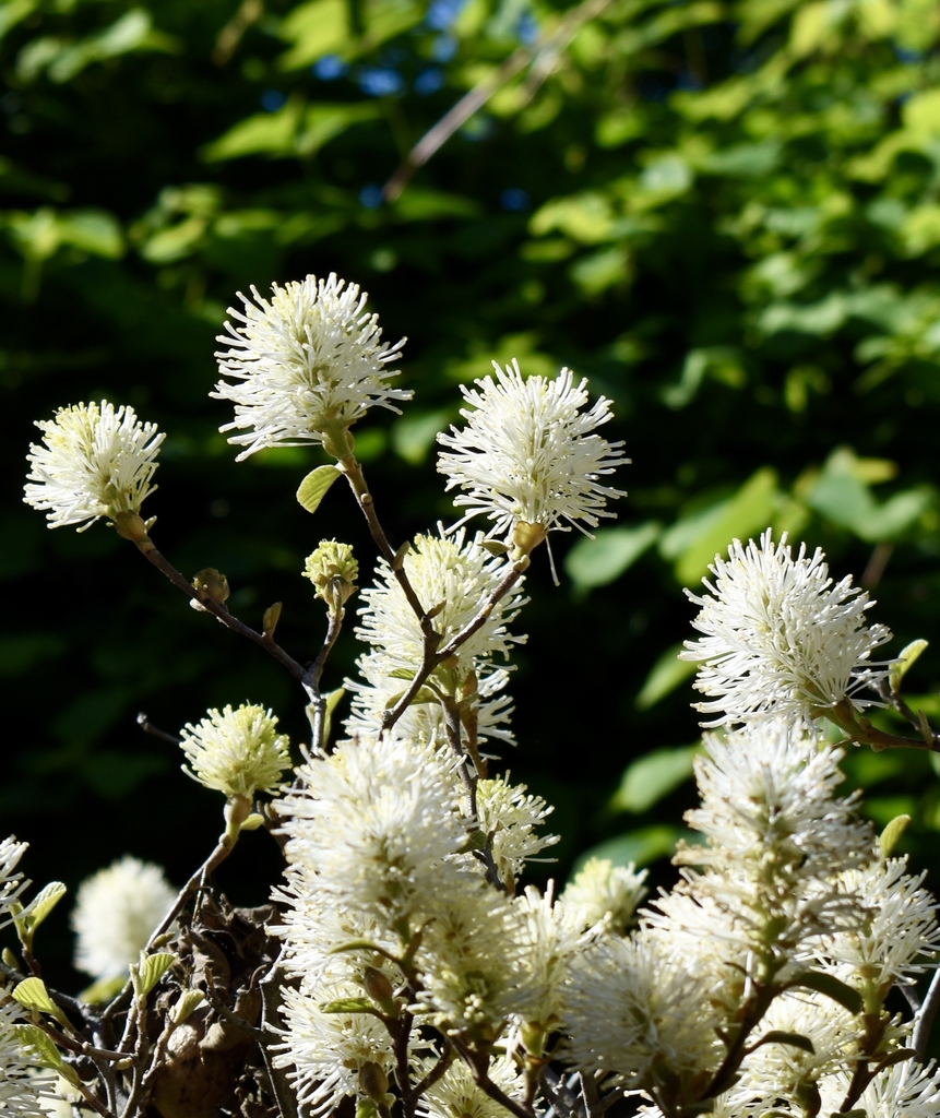 Shrub with many clusters of white stamen flowers, like brushes.