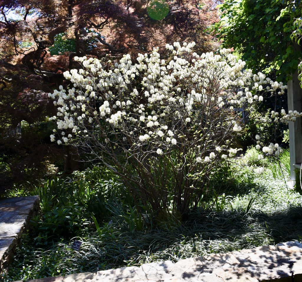 Shrub with many clusters of white stamen flowers, like brushes.
