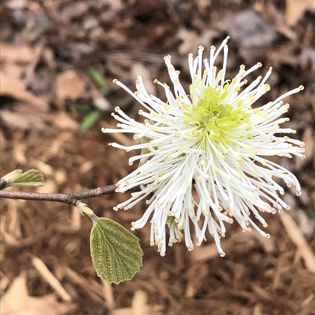 Close-up of flower cluster showing showy white filaments.
