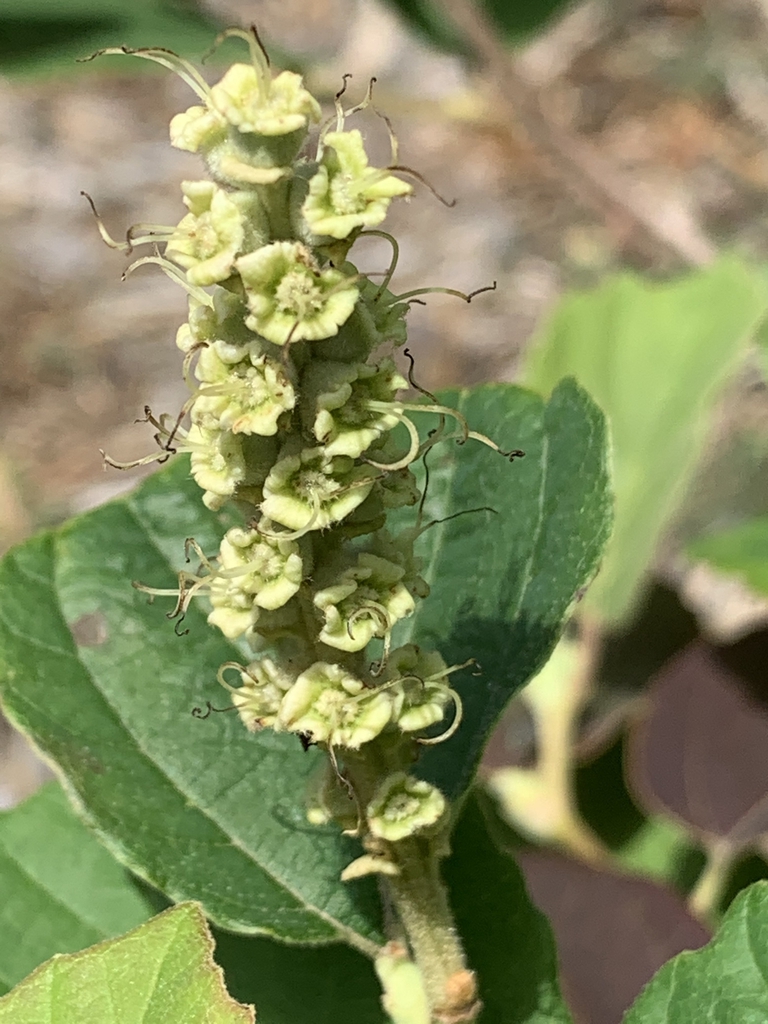 Spike of green flowers after stamen fall. Stigmas present.