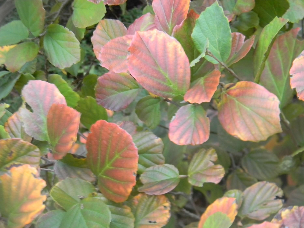 Leaves incompletely turning red, orange and gold
